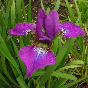 Ирис Iris sibirica ‘Chilled Wine’ 